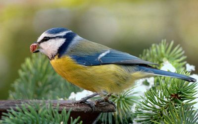 Envie d’inviter vos oiseaux de la nature dans votre jardin ?