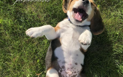 Accueillir un chiot à la maison : 6 conseils pour bien préparer son arrivée