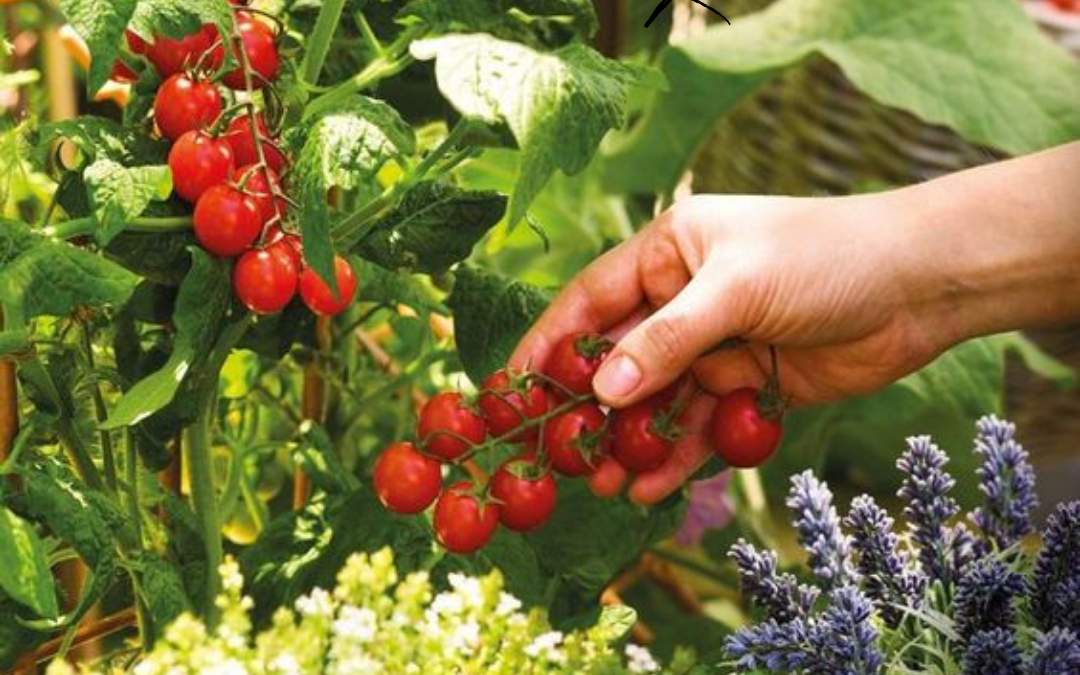 Cultiver ses légumes
