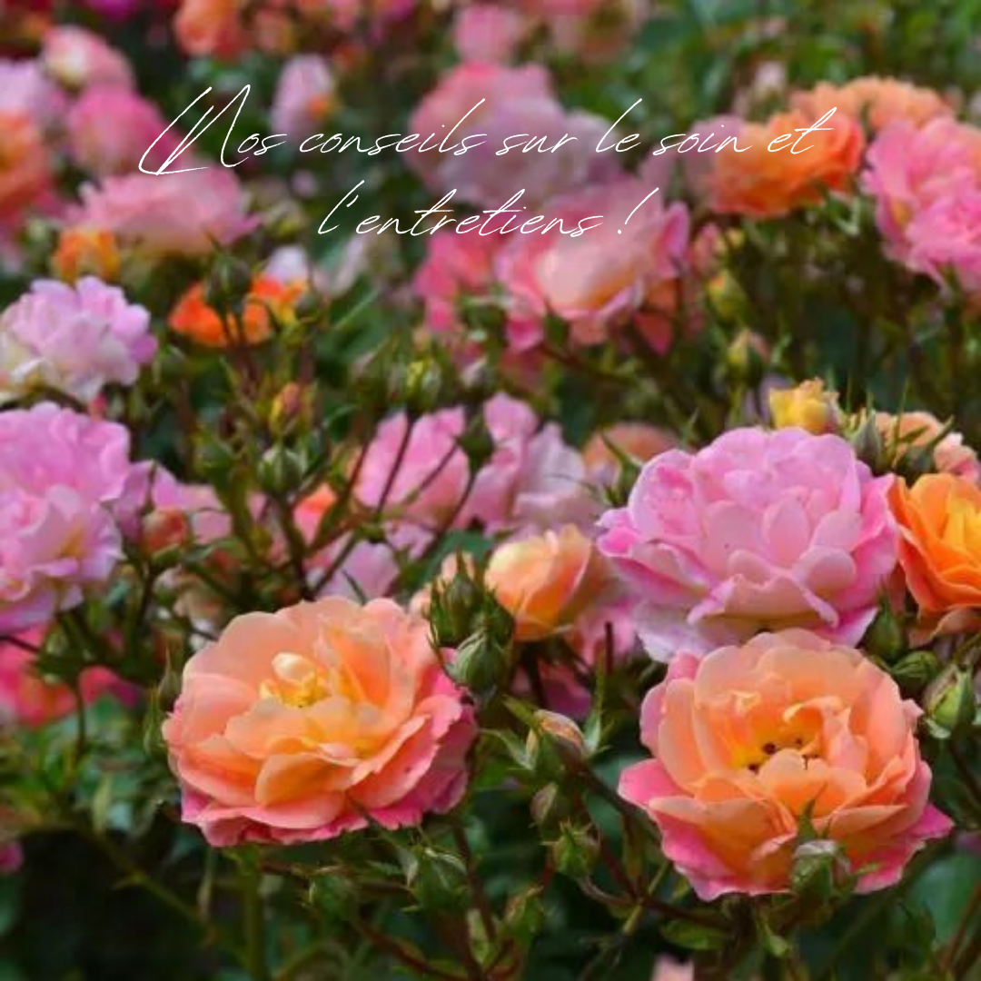 Entretiens des rosiers-2