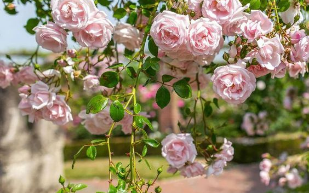 L&rsquo;entretien des rosiers