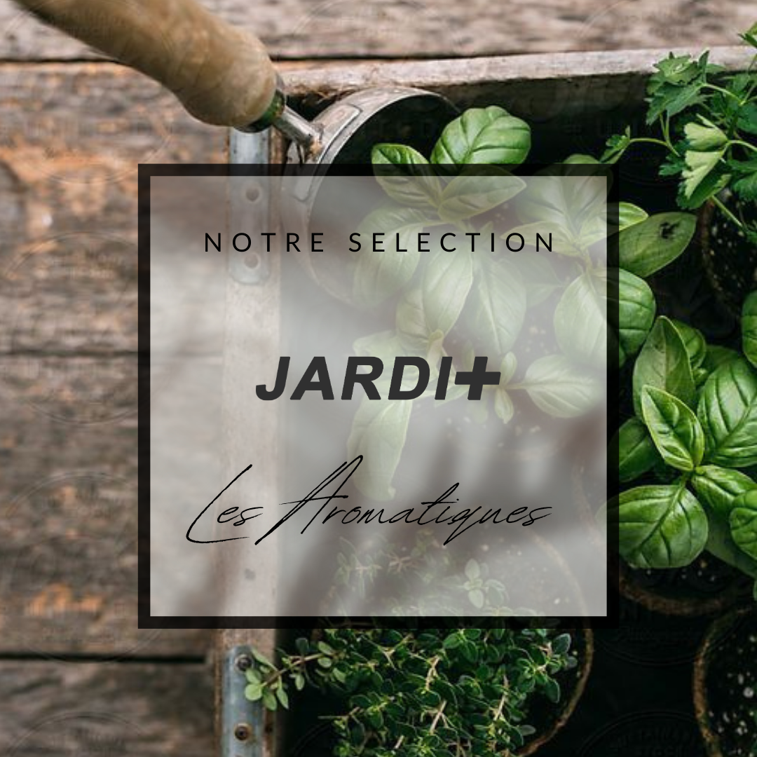 Un grand choix de plantes aromatiques pour agrémenter la cuisine de saison et cultiver un petit jardin dans la maison, sur le balcon ou au jardin