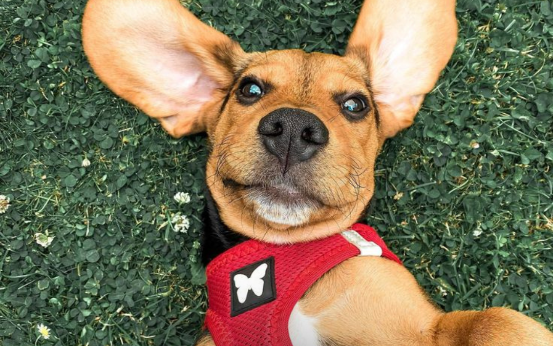 Des Promenades Sûres & Stylées avec Martin Sellier