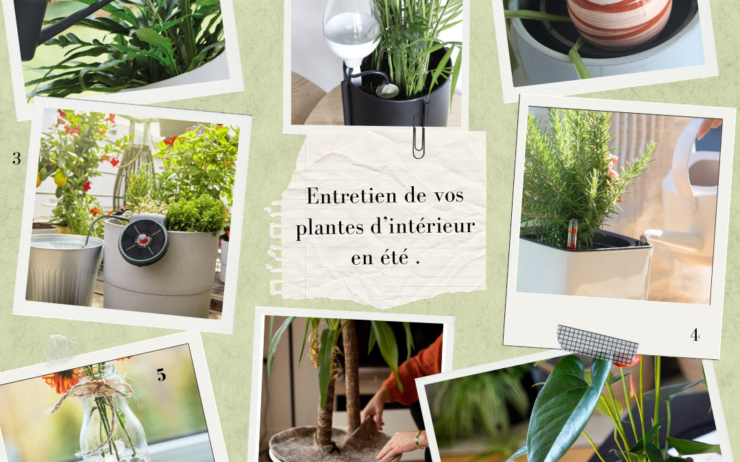 Comment arroser ses plantes d’intérieur l’été ?